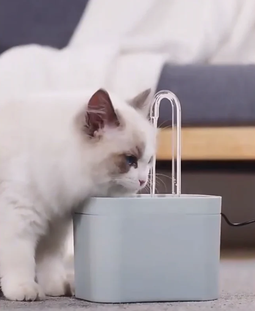 Fontaine À Eau Pour Animaux – Circulation Continue Et Filtration Efficace