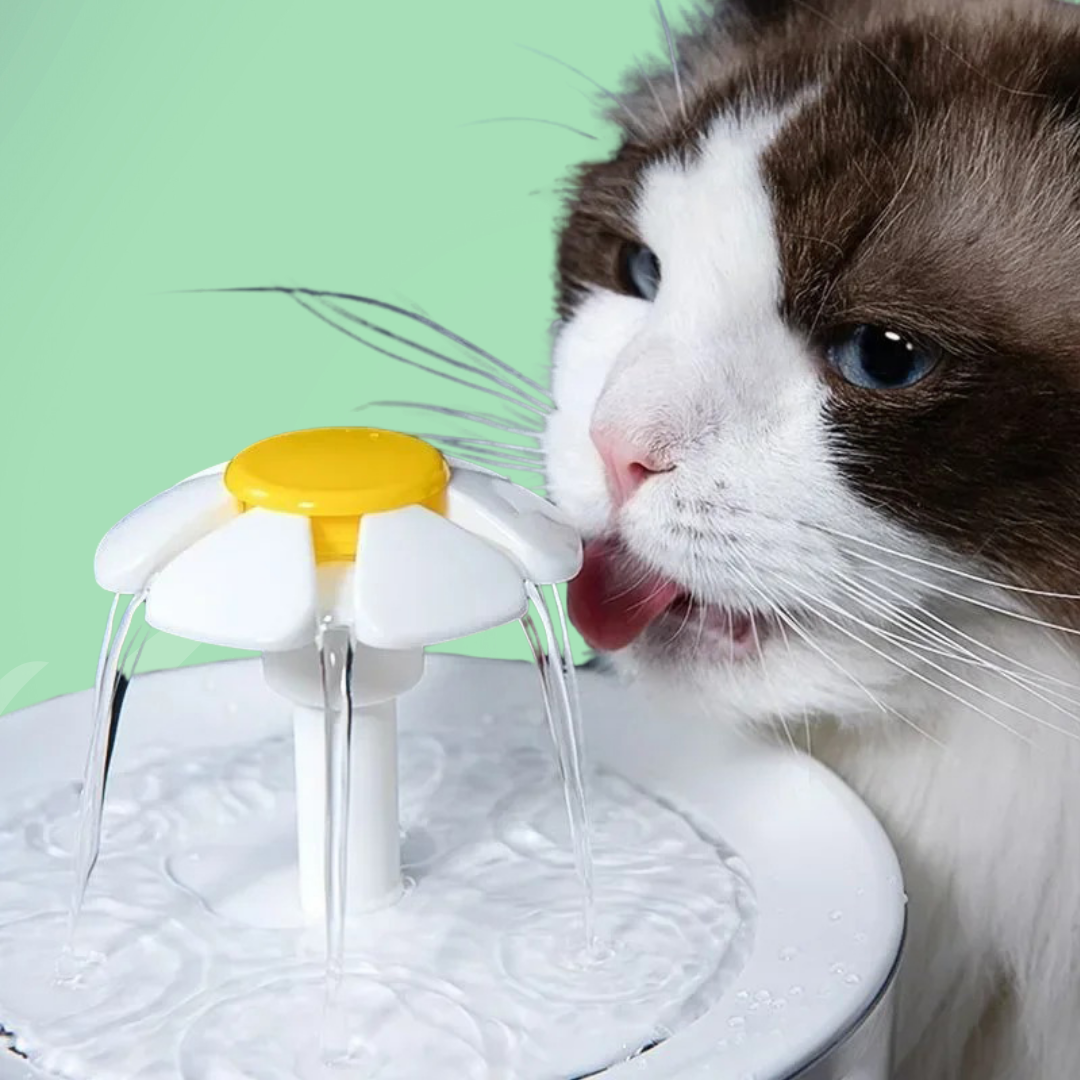 Vattenfontän för katt — Kontinuerlig hydrering och alltid friskt vatten 
