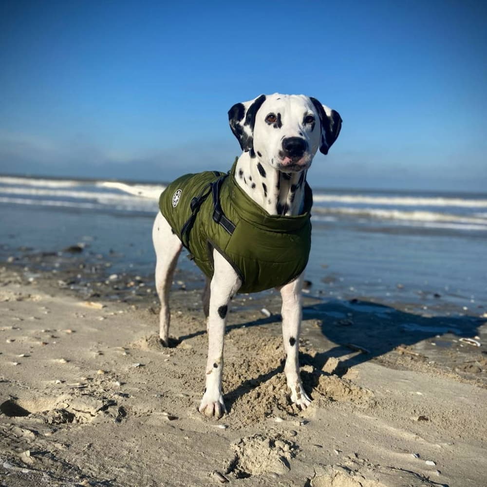 Waterproof Dog Parka - Protection & Style 