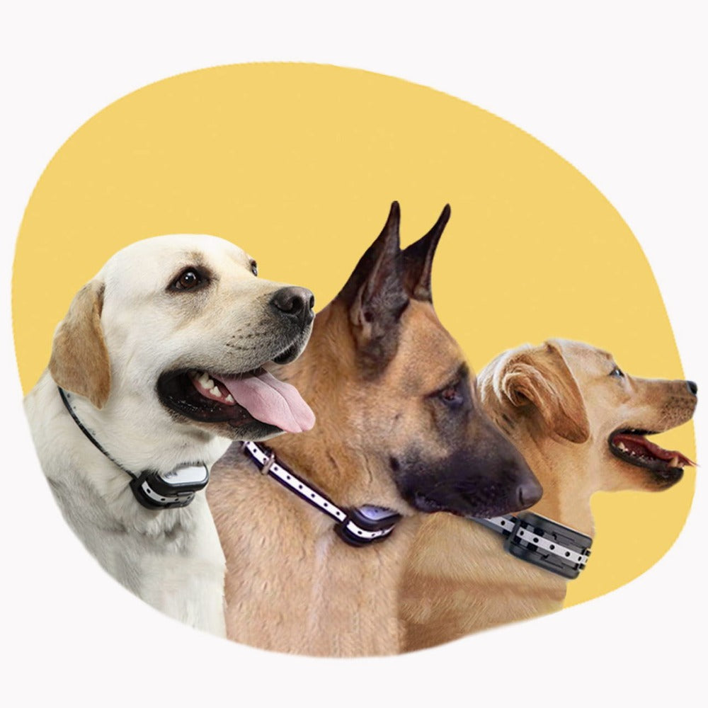 Recinzione Elettronica Senza Fili Con Collare – Sicurezza Per Il Tuo Cane 