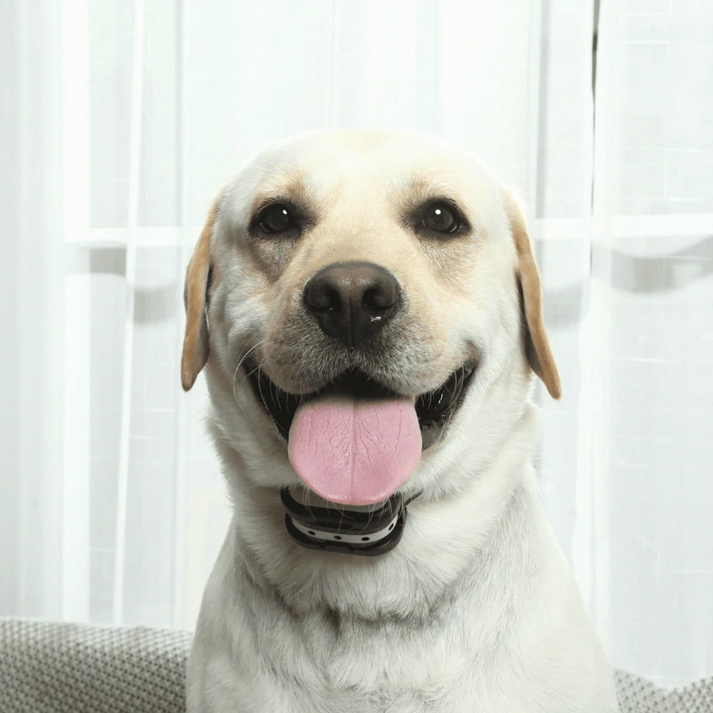 Trådløst hundehegnsystem med træningshalsbånd - total sikkerhed og kontrolleret frihed