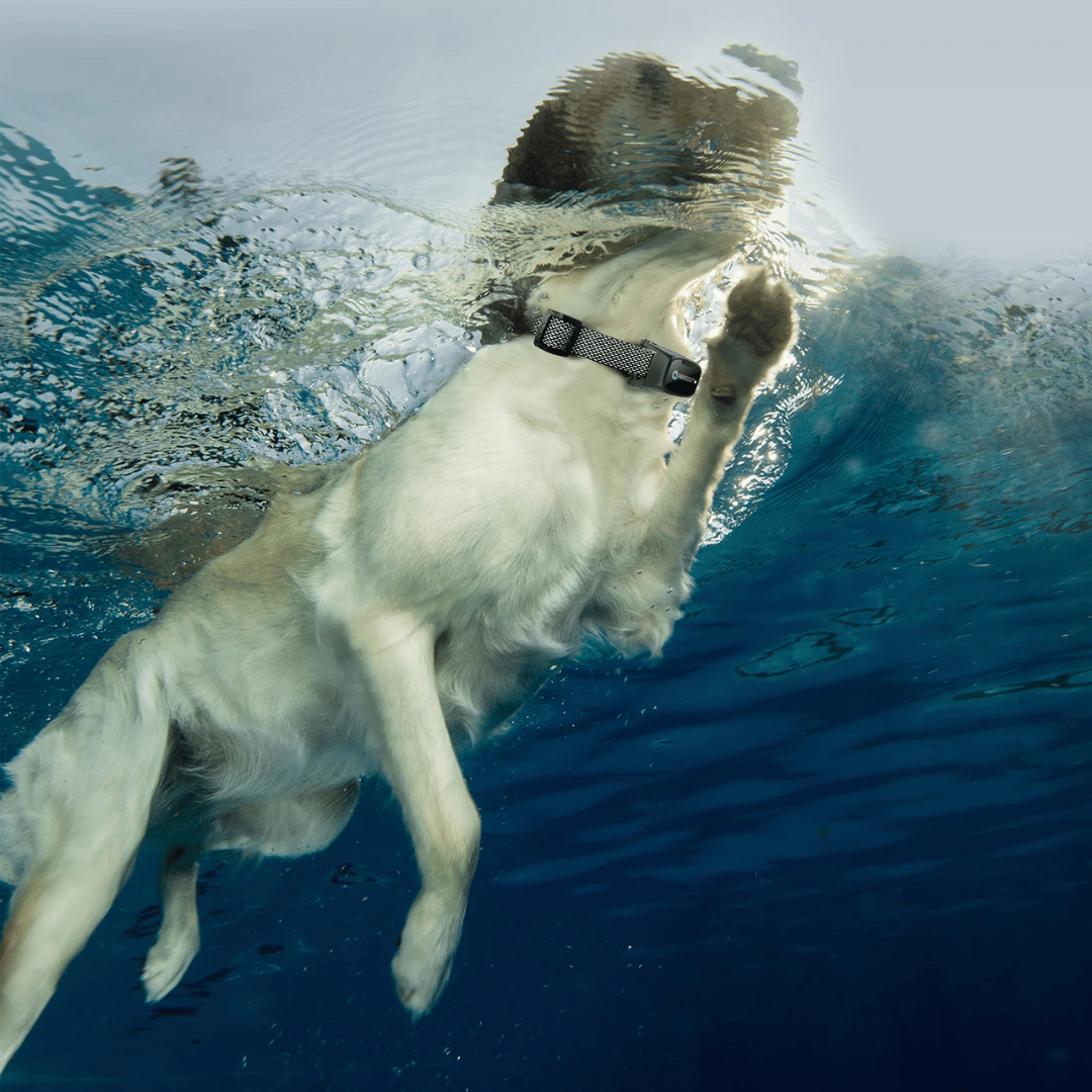 Collare di addestramento per cani – Telecomando LED e portata 1000 m 