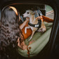 Cadeira de Auto para Cão – Conforto e Proteção 