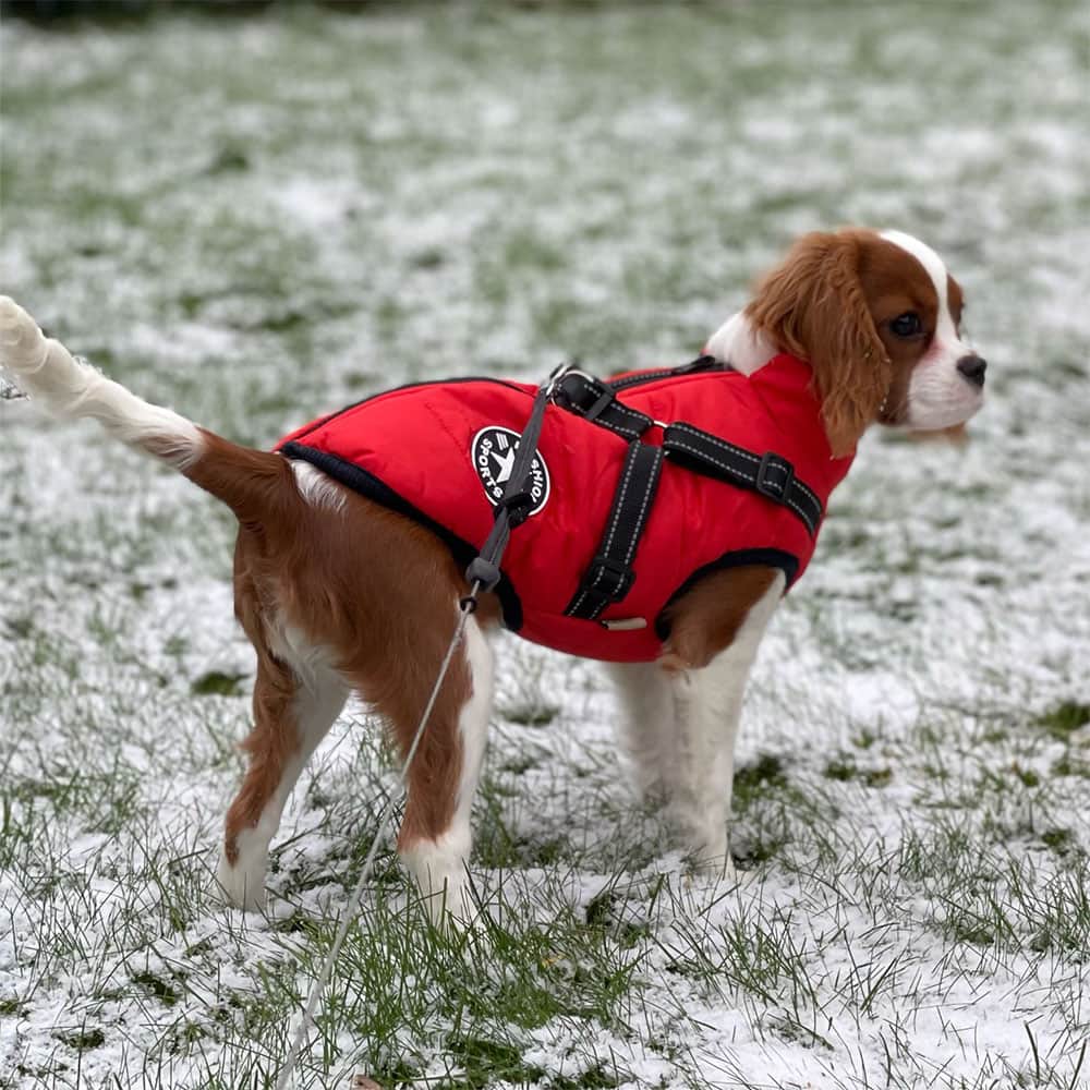 Waterproof Dog Parka - Protection & Style 